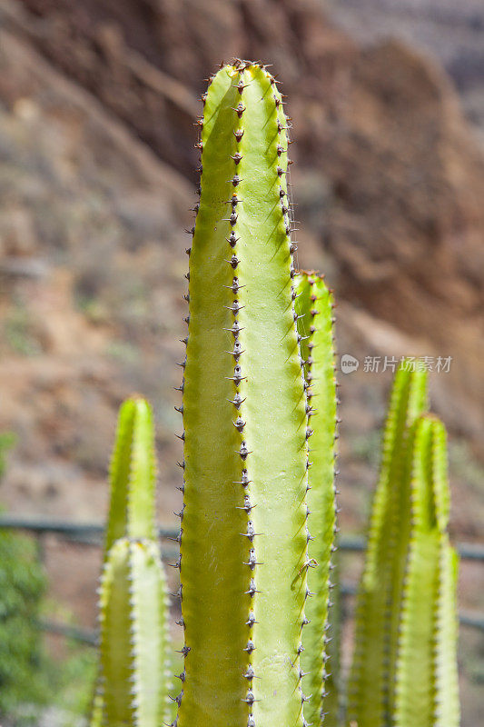 Barranco de Guayadeque Cardo canario-格兰卡纳利亚